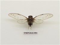 藏品(小暮蟬)的圖片